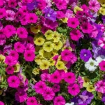 co-zrobic-z-petunia-jesienia-w-zadnym-wypadku-jej-nie.webp.webp