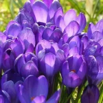 nie-tylko-tulipany-te-siedem-kwiatow-cebulowych-warto-posadzic-w.webp.webp